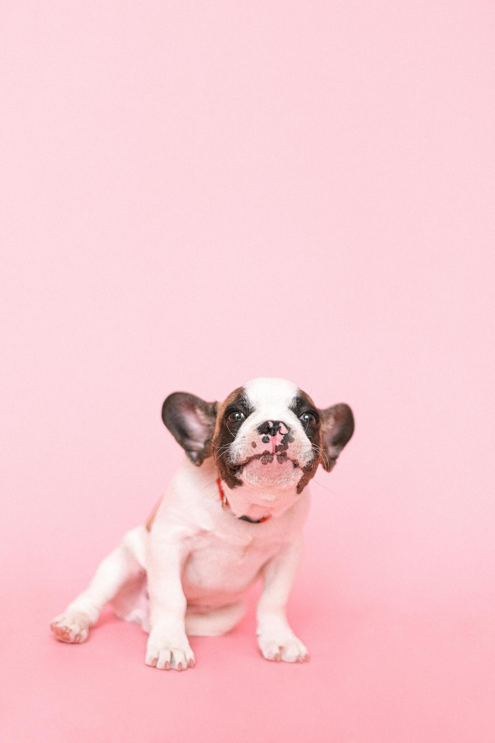 Pexels Shvetsa 4587962