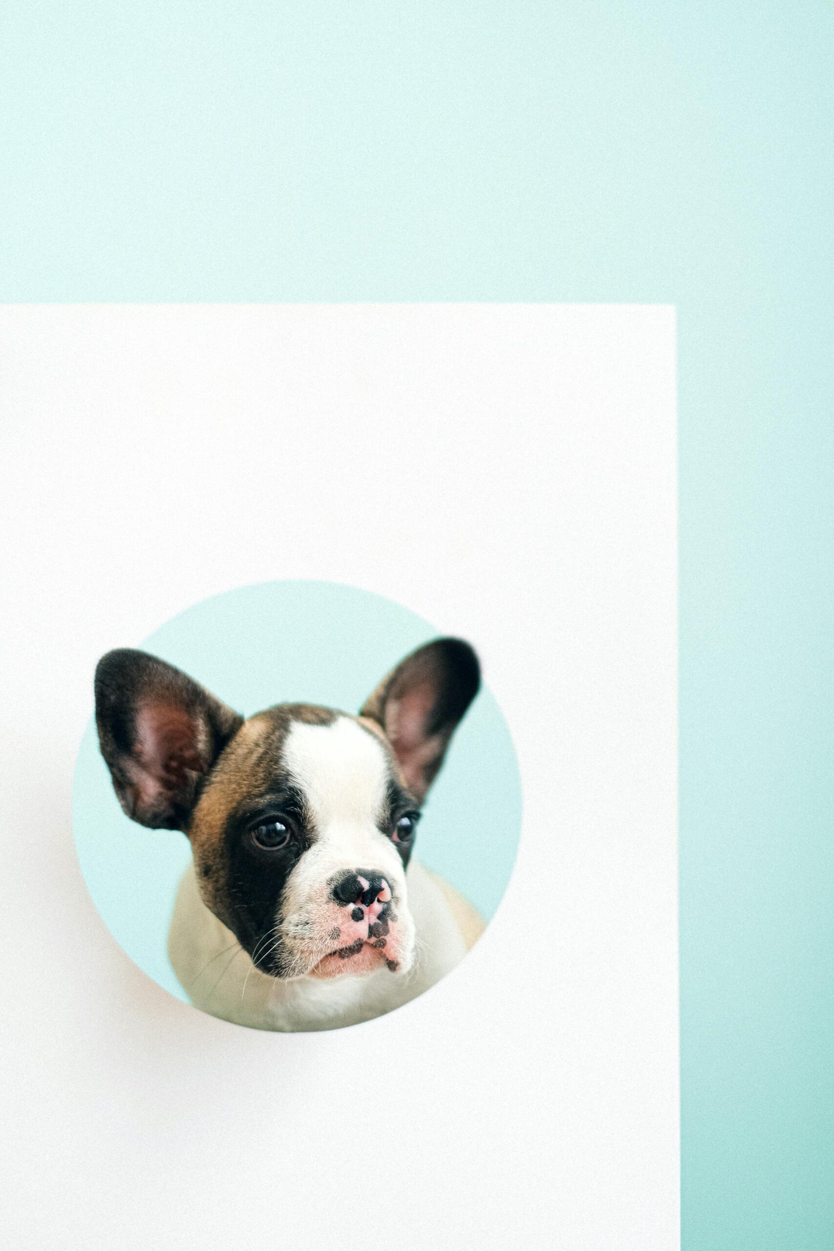 Pexels Shvetsa 4587997